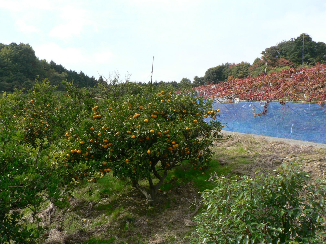 日本の旅 関西を歩く 大阪府河内長野市のフルーツランド天野山周辺 河内長野 大阪 の旅行記 ブログ By さすらいおじさんさん フォートラベル 日本の旅 関西を歩く 大阪府河内長野市のフルーツランド天野山周辺 河内長野 大阪 の旅行記 ブログ By さすらいおじさんさん フォートラベル