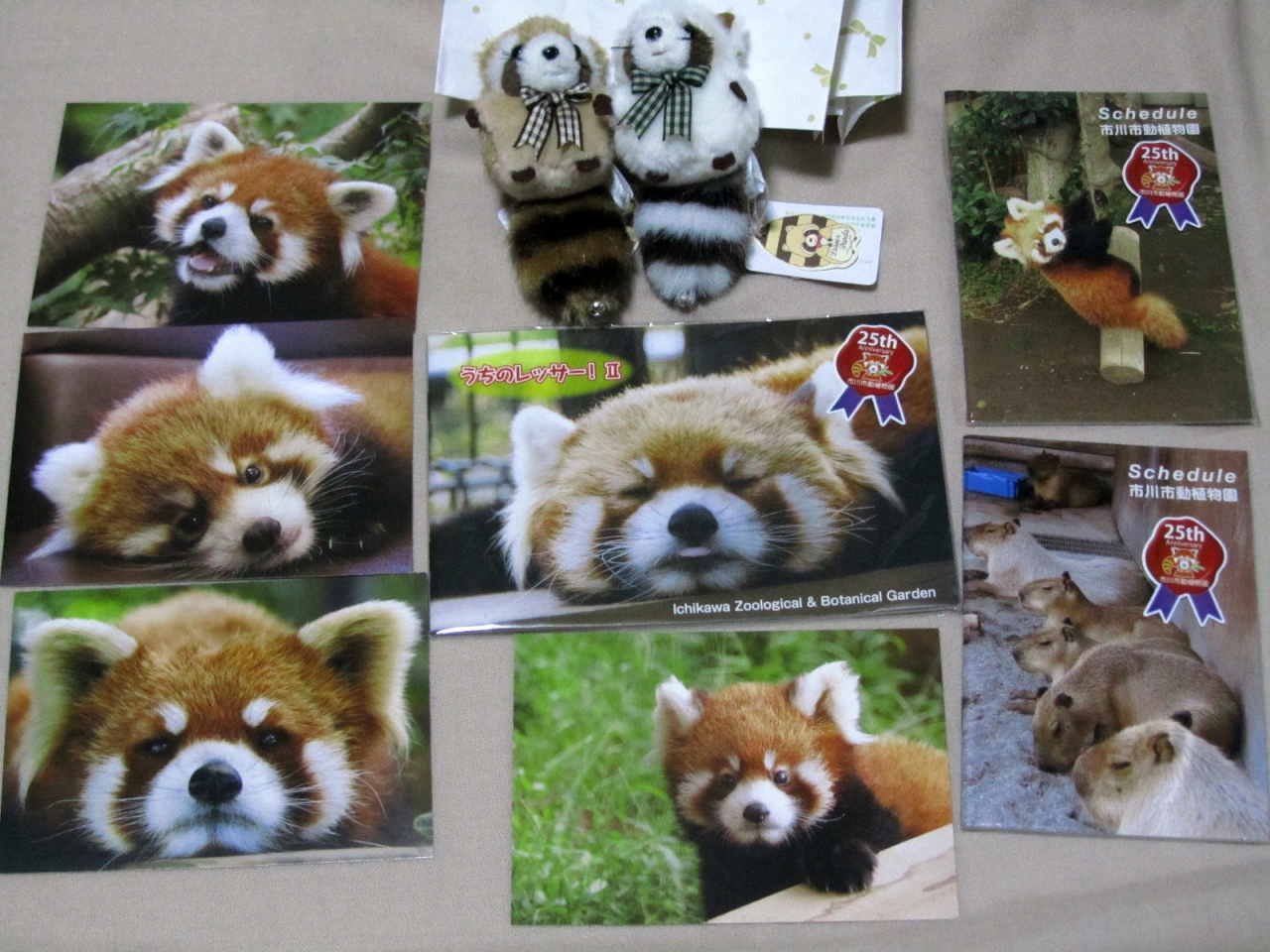 新春 レッサーパンダ詣 連休中日は市川市動植物園へ 1 プロローグ アクセス編 レッサーパンダ グッズの買い物も楽しみに 市川 千葉県 の旅行記 ブログ By まみさん フォートラベル
