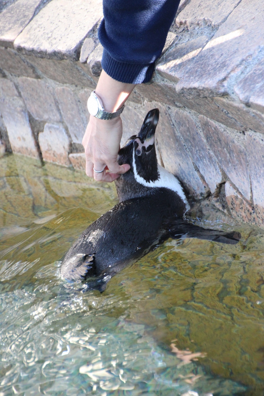 冬のレッサーパンダと博物館詣は江戸つながり 2 無料なのにこんなに盛りだくさん 江戸川自然動物公園 葛西 東京 の旅行記 ブログ By まみさん フォートラベル