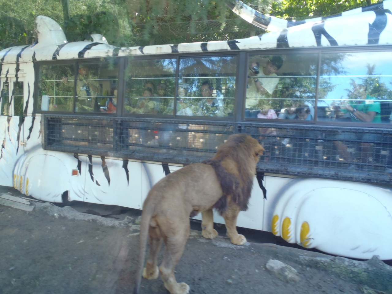 群馬サファリパーク 動物園 富岡 甘楽 群馬県 の旅行記 ブログ By Akixiaさん フォートラベル 群馬サファリパーク 動物園 富岡 甘楽 群馬県 の旅行記 ブログ By Akixiaさん フォートラベル