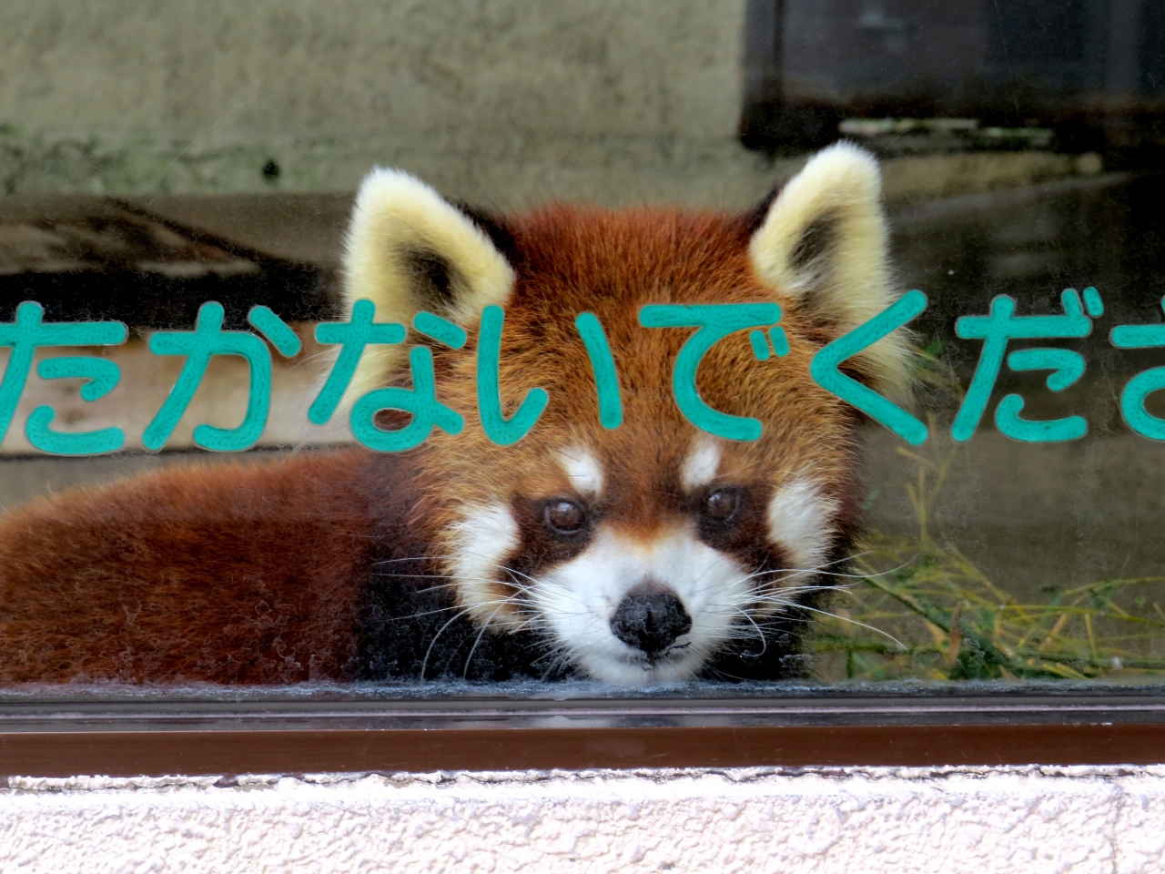 冬のレッサーパンダ紀行 ４ ひらかたパーク 会いたかったよ はじめまして スイカ君 寝屋川 枚方 交野 大阪 の旅行記 ブログ By Jilllucaさん フォートラベル