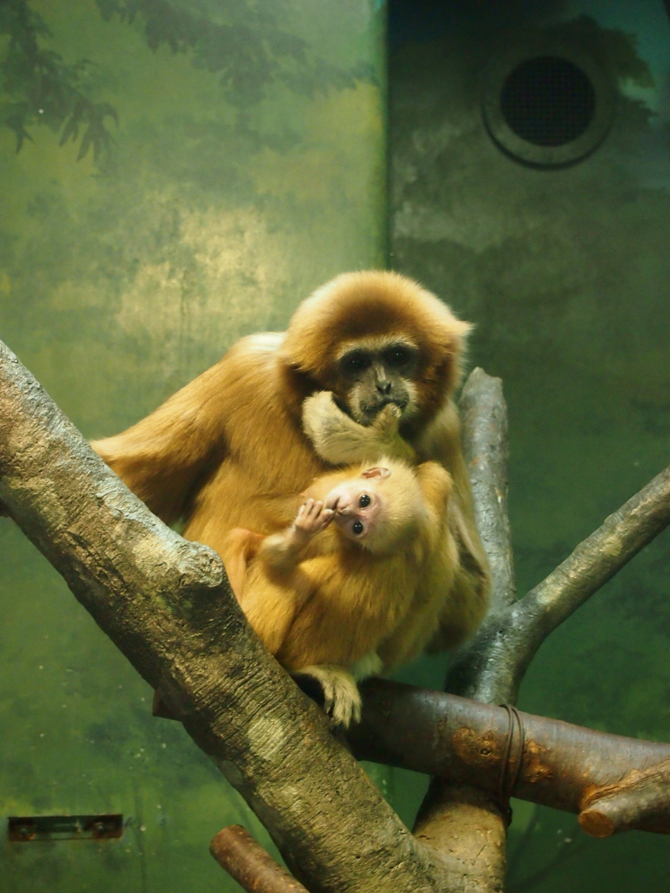 赤ちゃん公開 シロテナガザルはシロテテナガザルだった 横浜市 金沢動物園 八景島 神奈川県 の旅行記 ブログ By Momotaさん フォートラベル 赤ちゃん公開 シロテナガザルはシロテテナガザルだった 横浜市 金沢動物園 八景島 神奈川県 の旅行記 ブログ By Momotaさん フォートラベル