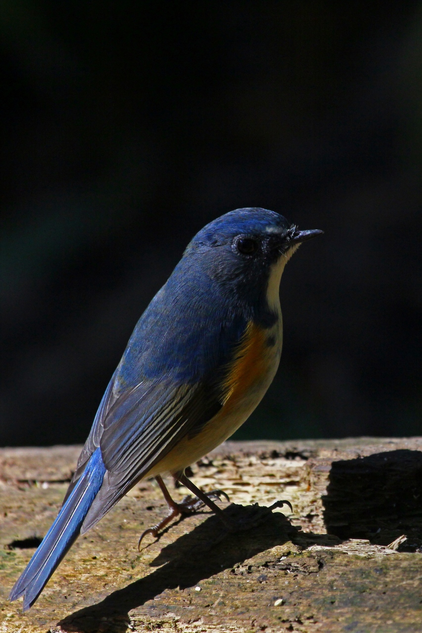 野鳥観察vol 2 青い鳥 を探して都市公園散策 原宿 東京 の旅行記 ブログ By Kemurさん フォートラベル