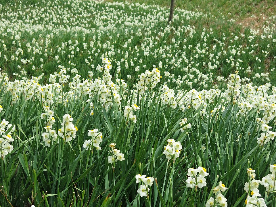 南房総 水仙ロード 鋸南 千葉県 の旅行記 ブログ By 悠遊人 ゆうゆうじん さん フォートラベル