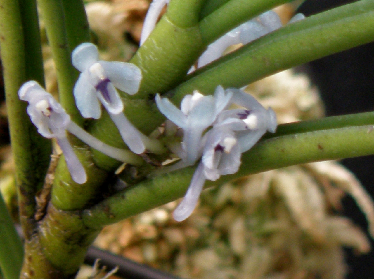 関西初登場 奇跡の星の植物館の ボルネオ産の青いラン 淡路島 兵庫県 の旅行記 ブログ By Ohchanさん フォートラベル