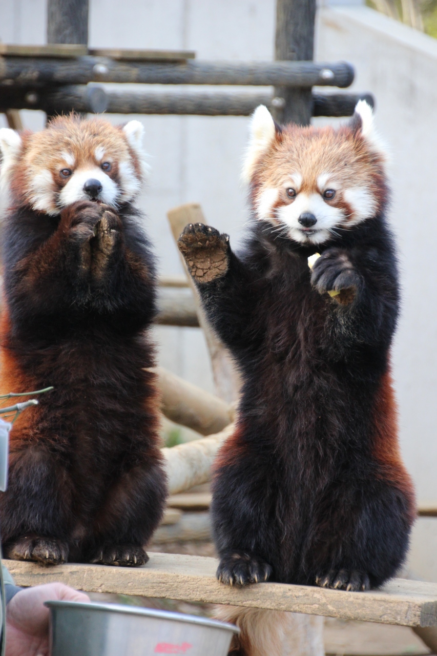 早春のレッサーパンダ詣で千葉市動物公園にやっと再訪 2 レッサーパンダのりんごタイムが２度あった 飼育員さんに抱っこされるエイタくん 肩車状態の源太くん そして行儀良く並んで食べる早食いクウタくんと招き猫メイメイちゃん 千葉市 千葉県 の旅行記
