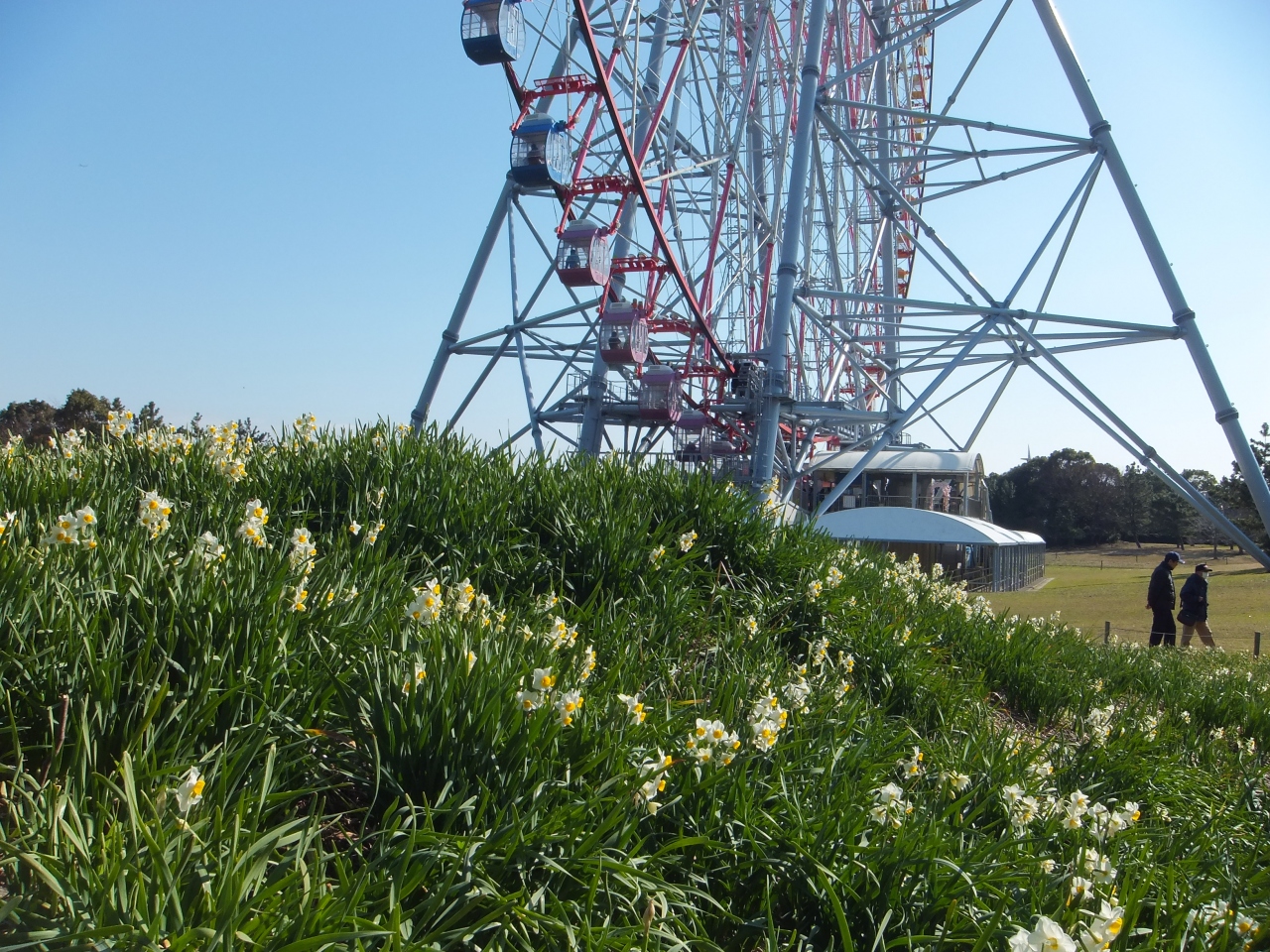 葛西臨海公園の水仙と観覧車 葛西 東京 の旅行記 ブログ By 夏への扉さん フォートラベル