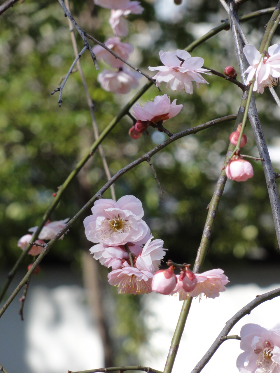 小石川後楽園の梅を訪ねて 水道橋 東京 の旅行記 ブログ By Umechan2さん フォートラベル