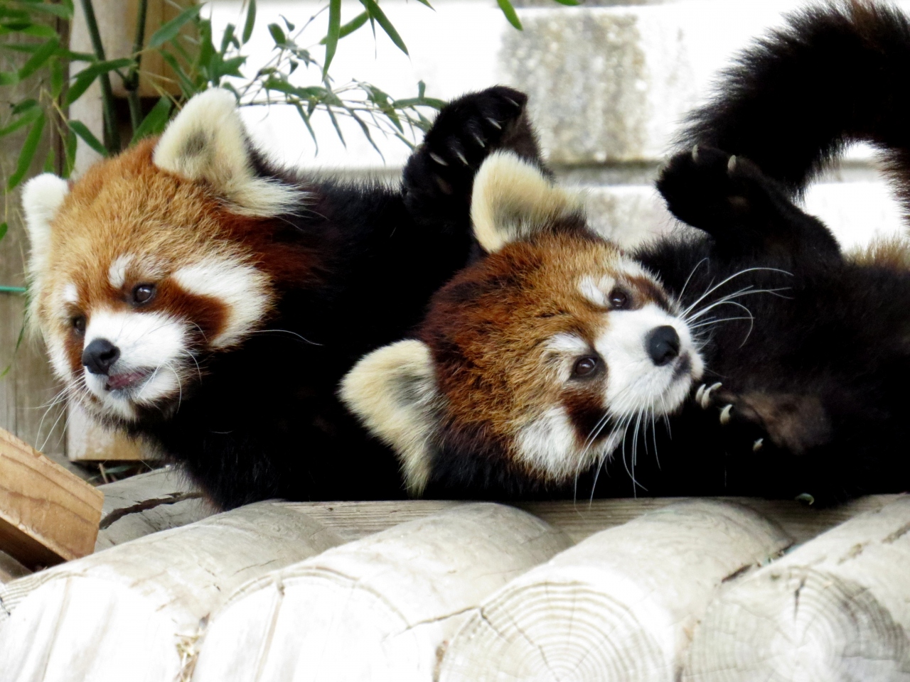 初春のレッサーパンダ紀行 １ 福岡市動物園 この時期限定 ラブラブなテッカ君 マリモちゃん あいかわらずキュートなサチちゃん 博多 福岡県 の旅行記 ブログ By Jilllucaさん フォートラベル