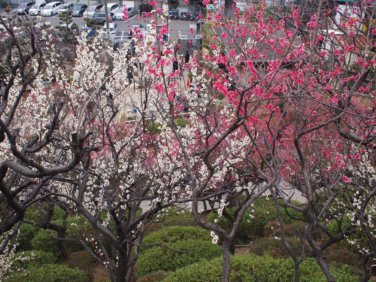 池上 梅園 見頃 池上 梅園 見頃