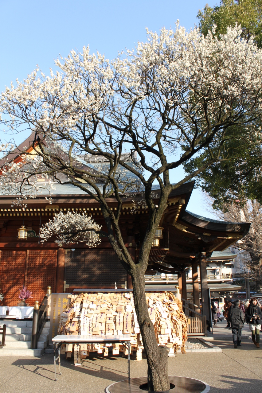 梅 湯島 天神