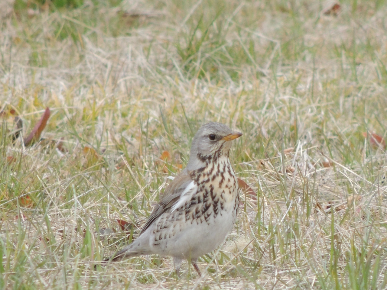 初めて トリ 鳥 をトリ 撮り ました どうやら 珍鳥らしいです 名前は 総社 吉備路 岡山県 の旅行記 ブログ By みっちゃんさん フォートラベル 初めて トリ 鳥 をトリ 撮り ました どうやら 珍鳥らしいです 名前は 総社 吉備路 岡山県 の旅行記 ブログ By みっちゃんさん フォートラベル