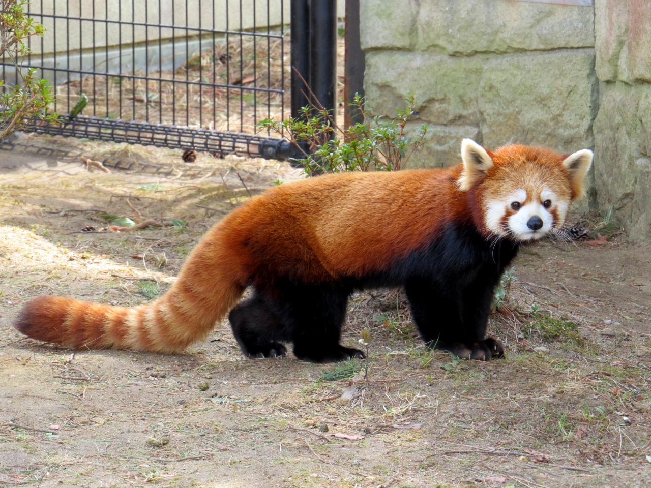 初春のレッサーパンダ紀行 10 八木山動物公園 ２ コンタ君 シュララちゃん ３ リク 君 ティエン君 クルミちゃん 賑やかな八木山レッサー 仙台 宮城県 の旅行記 ブログ By Jilllucaさん フォートラベル