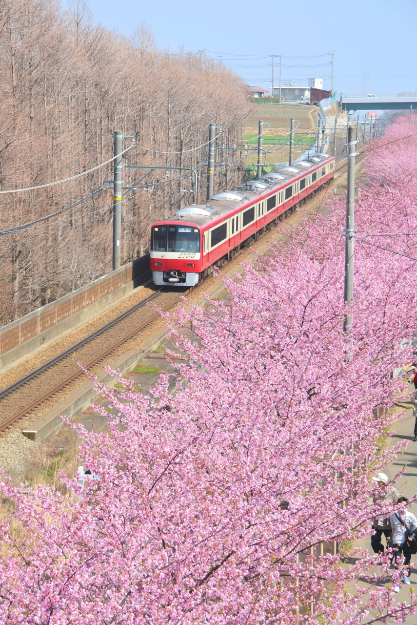 三浦 海岸 河津 桜