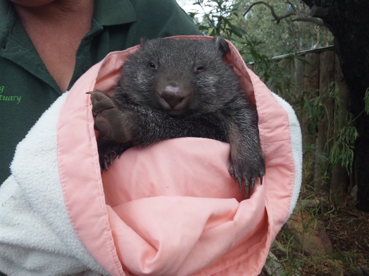 13 タスマニア さすらい女ひとり旅 Part 5 最終回 ボノロング野生動物園編 タスマニア州 オーストラリア の旅行記 ブログ By ふあららいさん フォートラベル 13 タスマニア さすらい女ひとり旅 Part 5 最終回 ボノロング野生動物園編 タスマニア州 オーストラリア の旅行記 ブログ By ふあららいさん フォートラベル