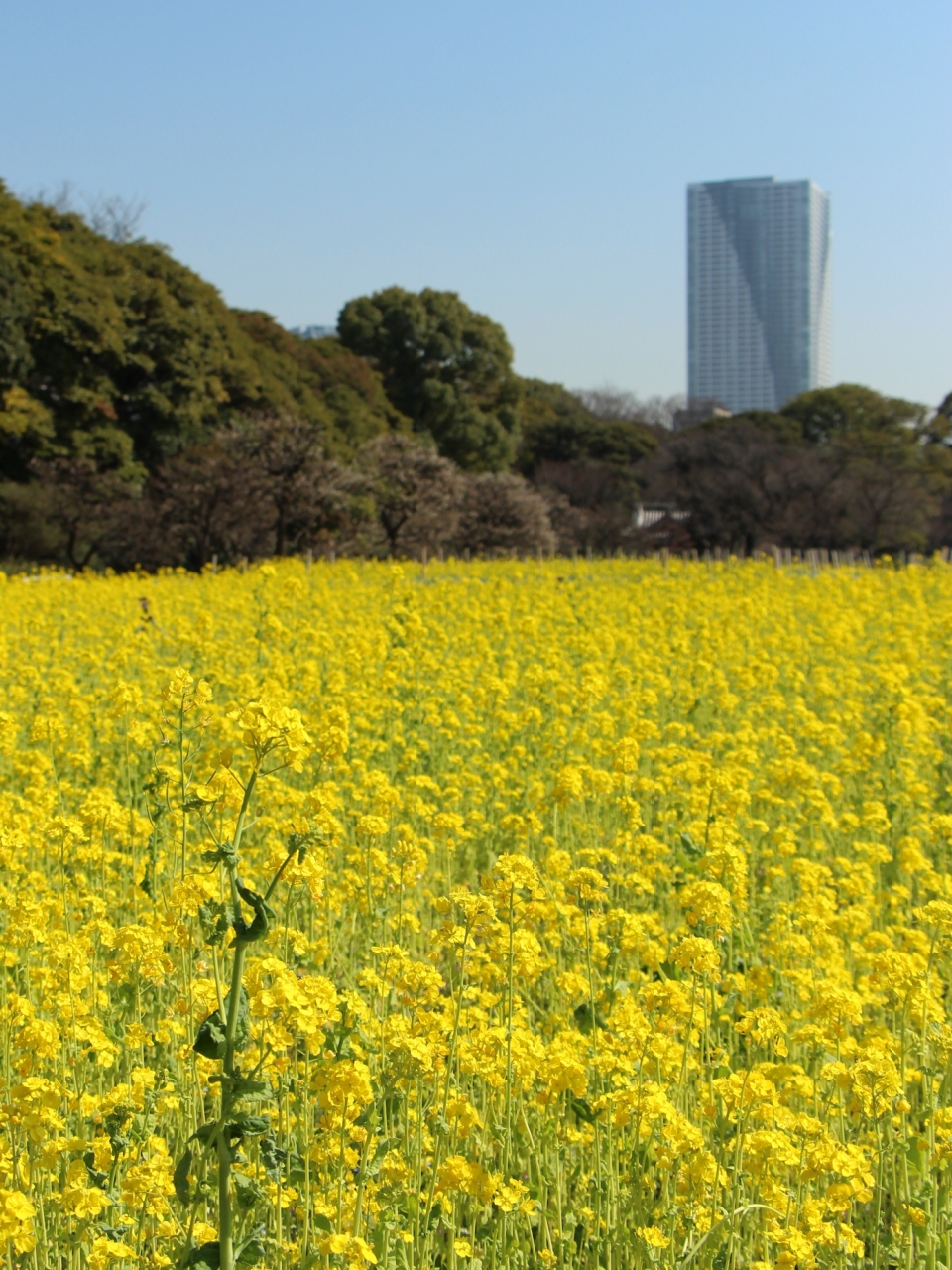 春が来た 浜離宮恩賜庭園 花の見頃は梅から菜の花へ 汐留 東京 の旅行記 ブログ By ニッキーさん フォートラベル