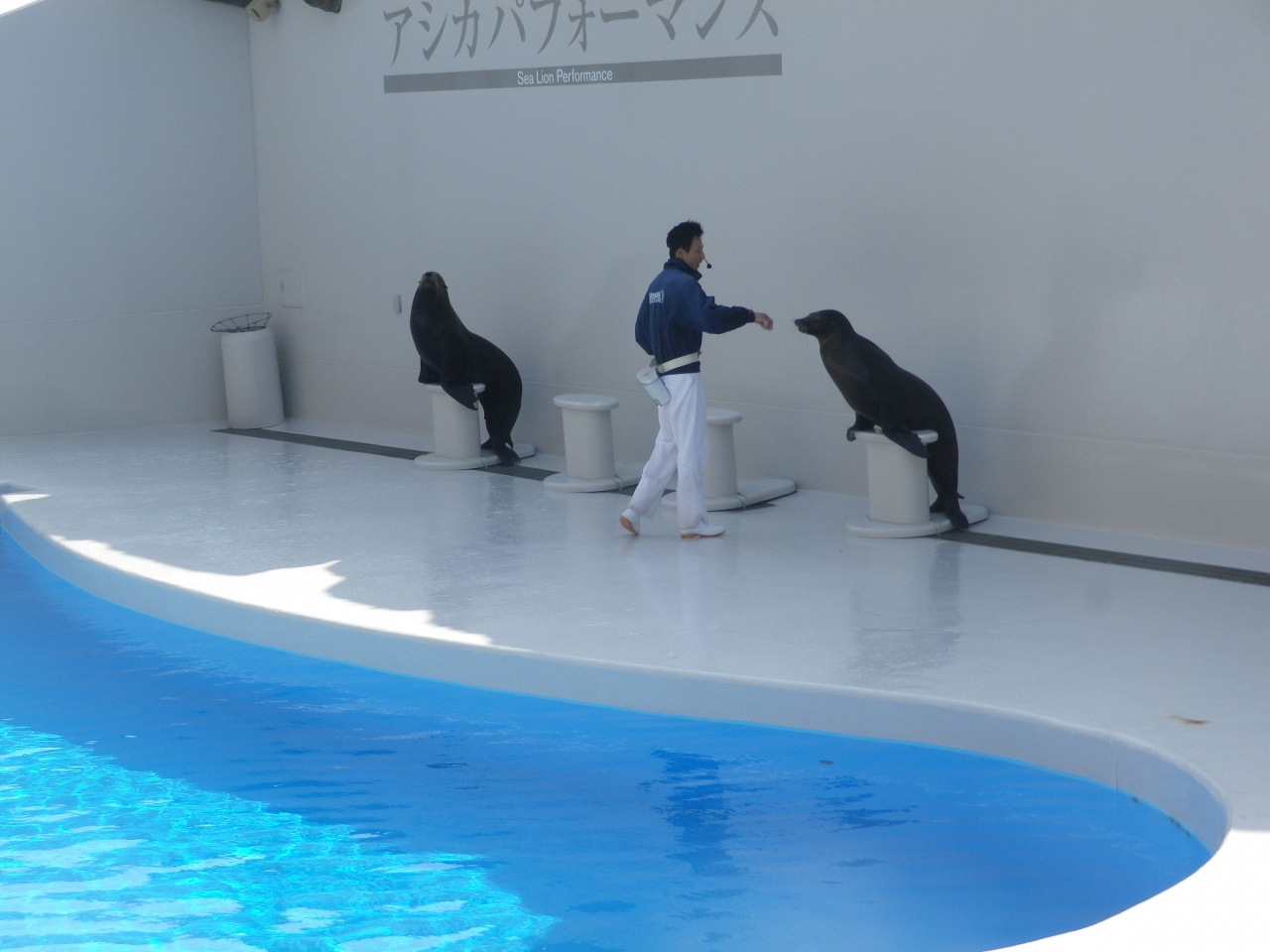 鴨川シーワールドと亀田総合病院 鴨川 千葉県 の旅行記 ブログ By タビガラスさん フォートラベル 鴨川シーワールドと亀田総合病院 鴨川 千葉県 の旅行記 ブログ By タビガラスさん フォートラベル