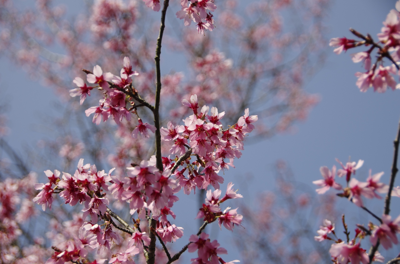 成田 東雲の丘から飛行機 千葉県花植木センターで梅と桜 成田 千葉県 の旅行記 ブログ By じゅうべいさん フォートラベル 成田 東雲の丘から飛行機 千葉県花植木センターで梅と桜 成田 千葉県 の旅行記 ブログ By じゅうべいさん フォートラベル