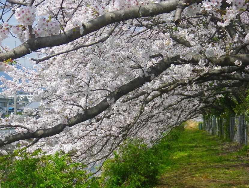 名もなき桜名所を彷徨えば 足柄平野の桜花 秦野 松田 足柄 神奈川県 の旅行記 ブログ By Norisaさん フォートラベル