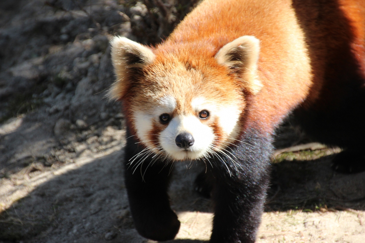 東北新幹線に乗って仙台の八木山動物園へレッサーパンダ詣 3 レッサーパンダと小動物編 八木山の新しい仲間ティエンくん クルミちゃん リク くん プレーリードッグと子猿とアライグマ 仙台 宮城県 の旅行記 ブログ By まみさん フォートラベル 東北新幹線に乗って仙台の八木山動物園へレッサーパンダ詣 3 レッサーパンダと小動物編 八木山の新しい仲間ティエンくん クルミちゃん リク くん プレーリードッグと子猿とアライグマ 仙台 宮城県 の旅行記 ブログ By まみさん フォートラベル