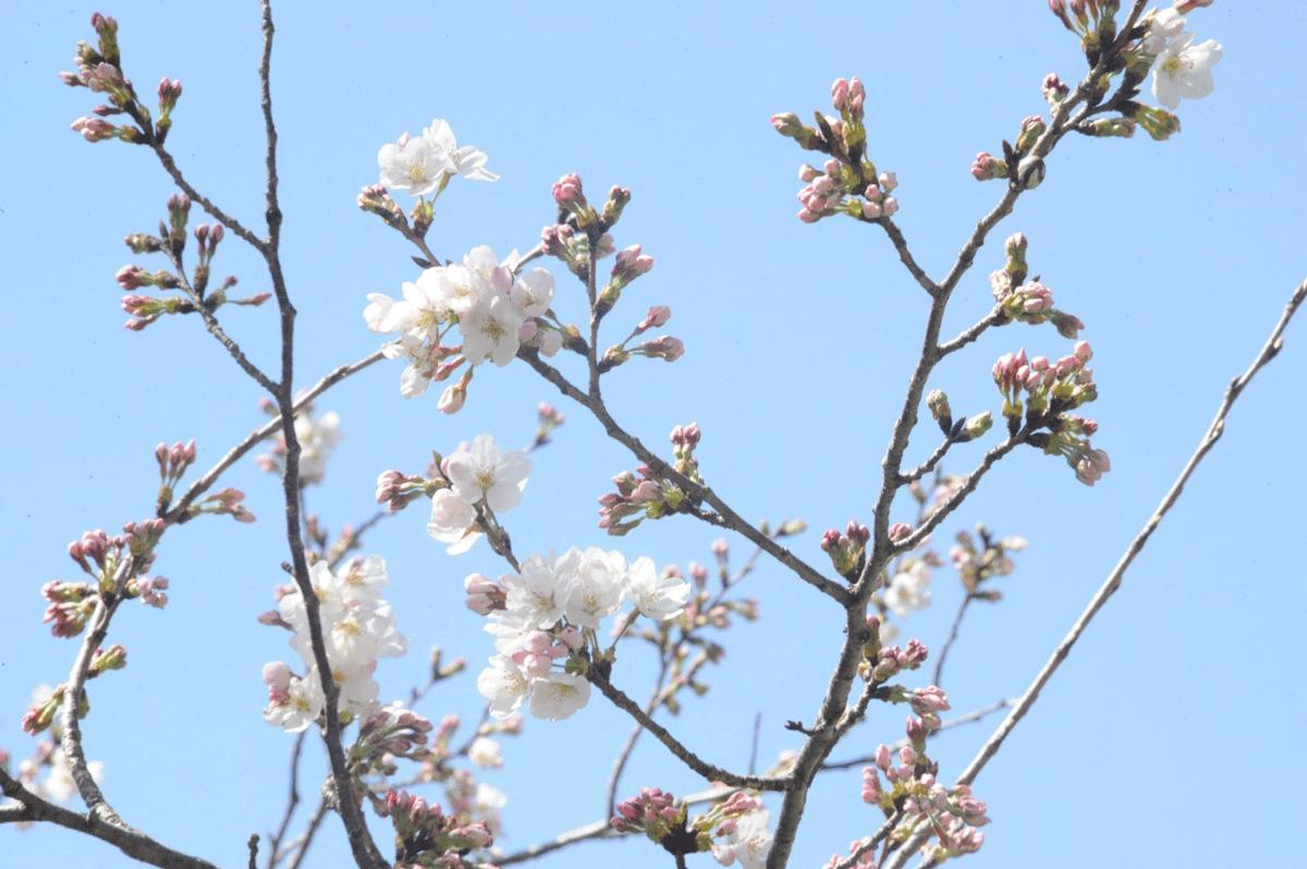 静岡市で桜が開花したので狩野川さくら公園に立ち寄りました 2013 03 19 伊豆長岡温泉 静岡県 の旅行記 ブログ By てんとう虫さん フォートラベル 静岡市で桜が開花したので狩野川さくら公園に立ち寄りました 2013 03 19 伊豆長岡温泉 静岡県 の旅行記 ブログ By てんとう虫さん フォートラベル