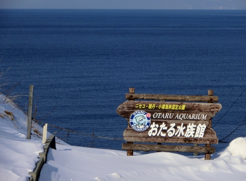 おたる水族館 ペンギン冬のお散歩 小樽 北海道 の旅行記 ブログ By 豚のしっぽさん フォートラベル おたる水族館 ペンギン冬のお散歩 小樽 北海道 の旅行記 ブログ By 豚のしっぽさん フォートラベル