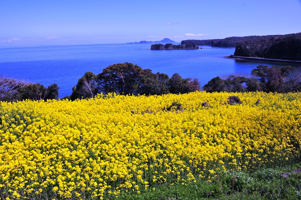 菜の花フェスタ De 長崎鼻 宇佐 豊後高田 大分県 の旅行記 ブログ By 気まぐれなデジカメ館さん フォートラベル