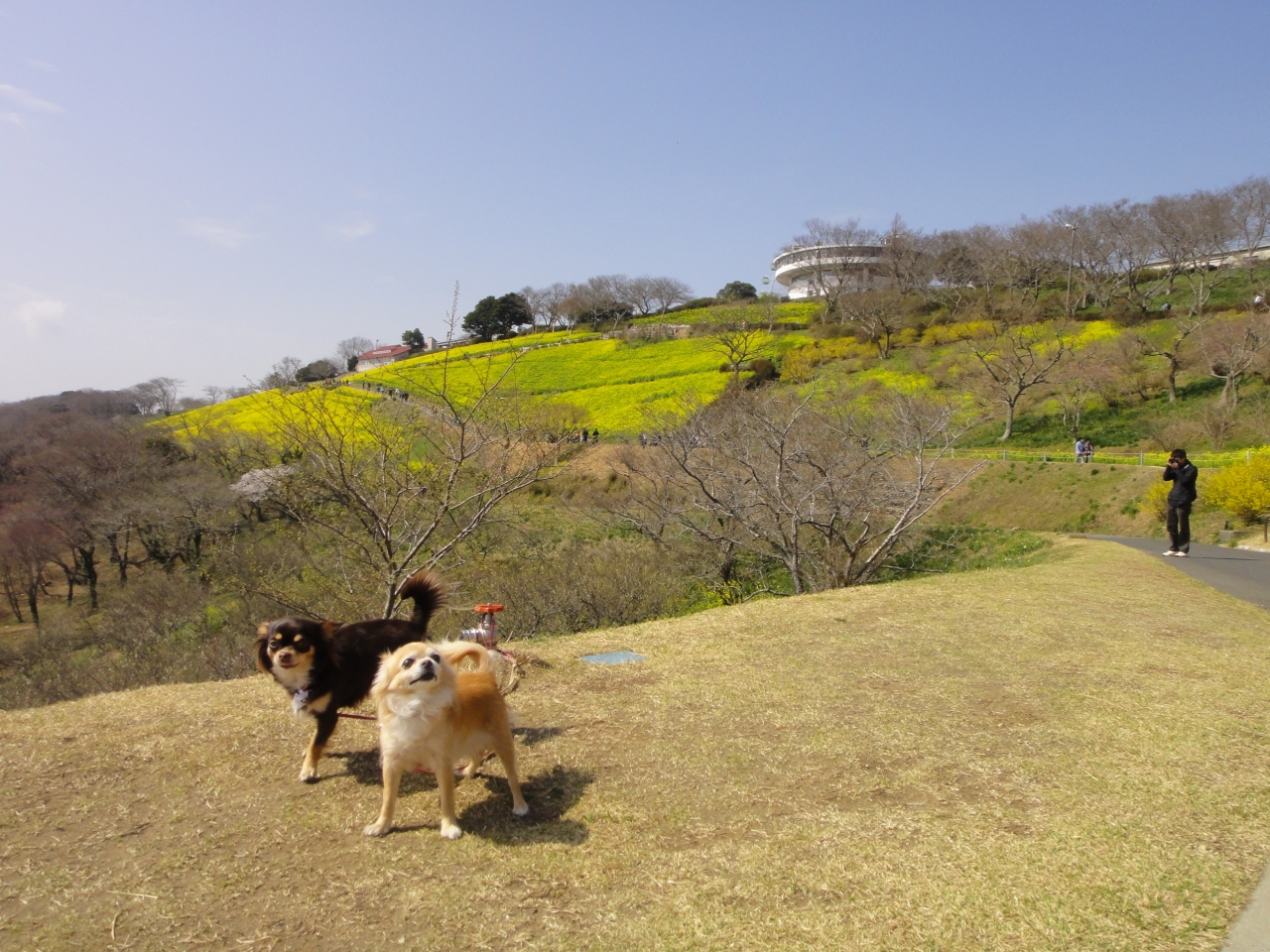 犬と一緒にマザー牧場へ 富津 千葉県 の旅行記 ブログ By 久太郎さん フォートラベル