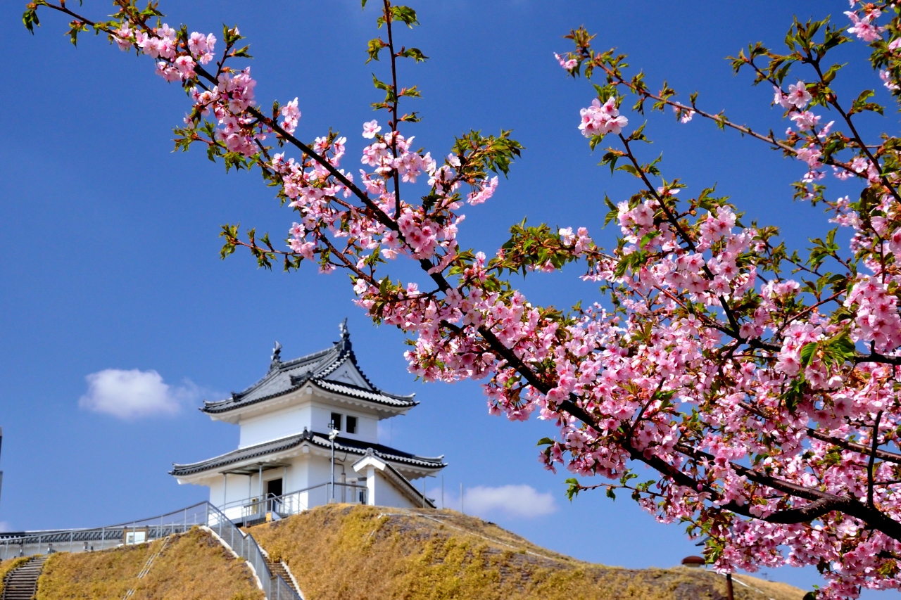 13年観桜記 １ 宇都宮城址 満開の河津桜 宇都宮 栃木県 の旅行記 ブログ By 玄白さん フォートラベル