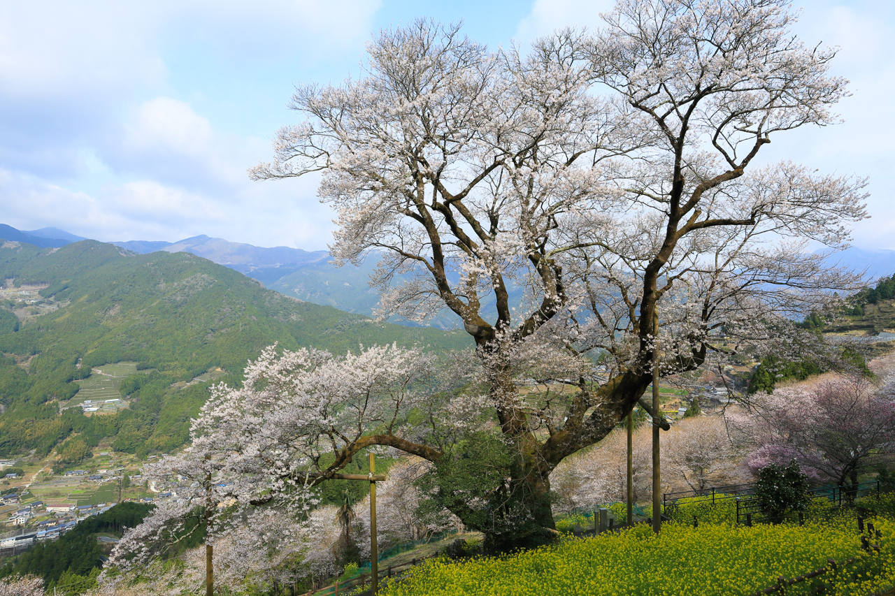 桜紀行13年版 高知県仁淀川町のひょうたん桜レポート 高知県の旅行記 ブログ By はーちゃん Stay Homeさん フォートラベル 桜紀行13年版 高知県仁淀川町のひょうたん桜レポート 高知県の旅行記 ブログ By はーちゃん Stay Homeさん フォートラベル
