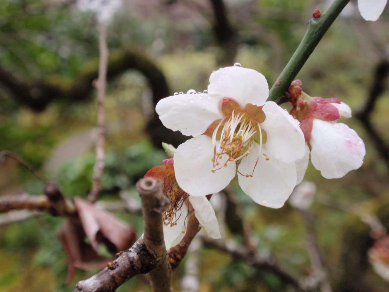 3月中旬の京都の花たち 嵐山 嵯峨野 太秦 桂 京都 の旅行記 ブログ By 駿河大納言さん フォートラベル