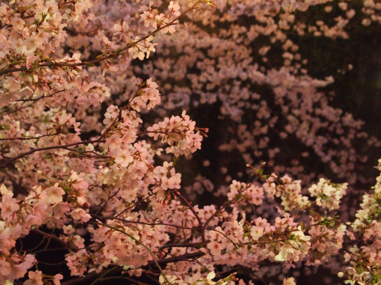 代女一人歩き 東京 目黒 なまめかしい目黒川の桜 目黒 東京 の旅行記 ブログ By ゆりりんさん フォートラベル