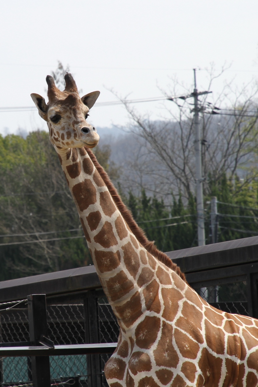 Solitary Journey 1177 ささやかなひととき ぽかぽか陽気の中 孫娘と動物園へ行きました 福山市立動物園 広島県福山市 福山 広島県 の旅行記 ブログ By Mechagodzilla 703さん フォートラベル