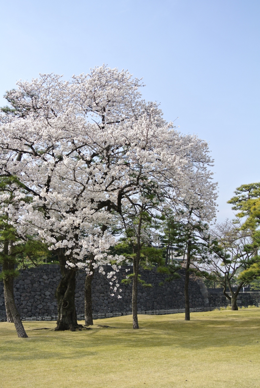 13年3月 満開の桜とやってきた15周年に乾杯 パレスホテル東京 東京の旅行記 ブログ By ぺっぺさん フォートラベル 13年3月 満開の桜とやってきた15周年に乾杯 パレスホテル東京 東京の旅行記 ブログ By ぺっぺさん フォートラベル
