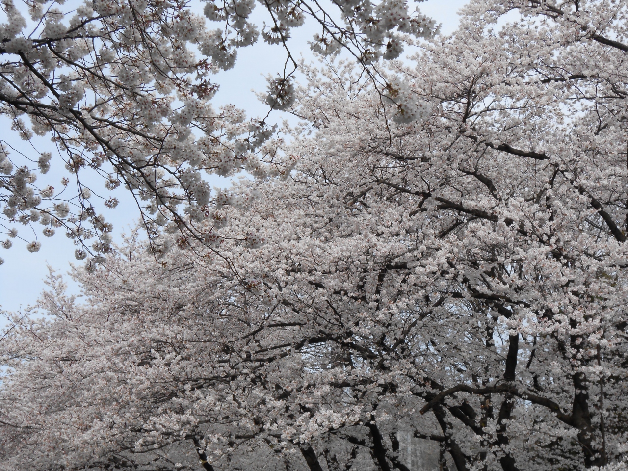 東京1dayきっぷ パンダ 浅草寺 新東京駅舎 スカイツリー 桜 上野 御徒町 東京 の旅行記 ブログ By Spandaさん フォートラベル 東京1dayきっぷ パンダ 浅草寺 新東京駅舎 スカイツリー 桜 上野 御徒町 東京 の旅行記 ブログ By Spandaさん フォートラベル