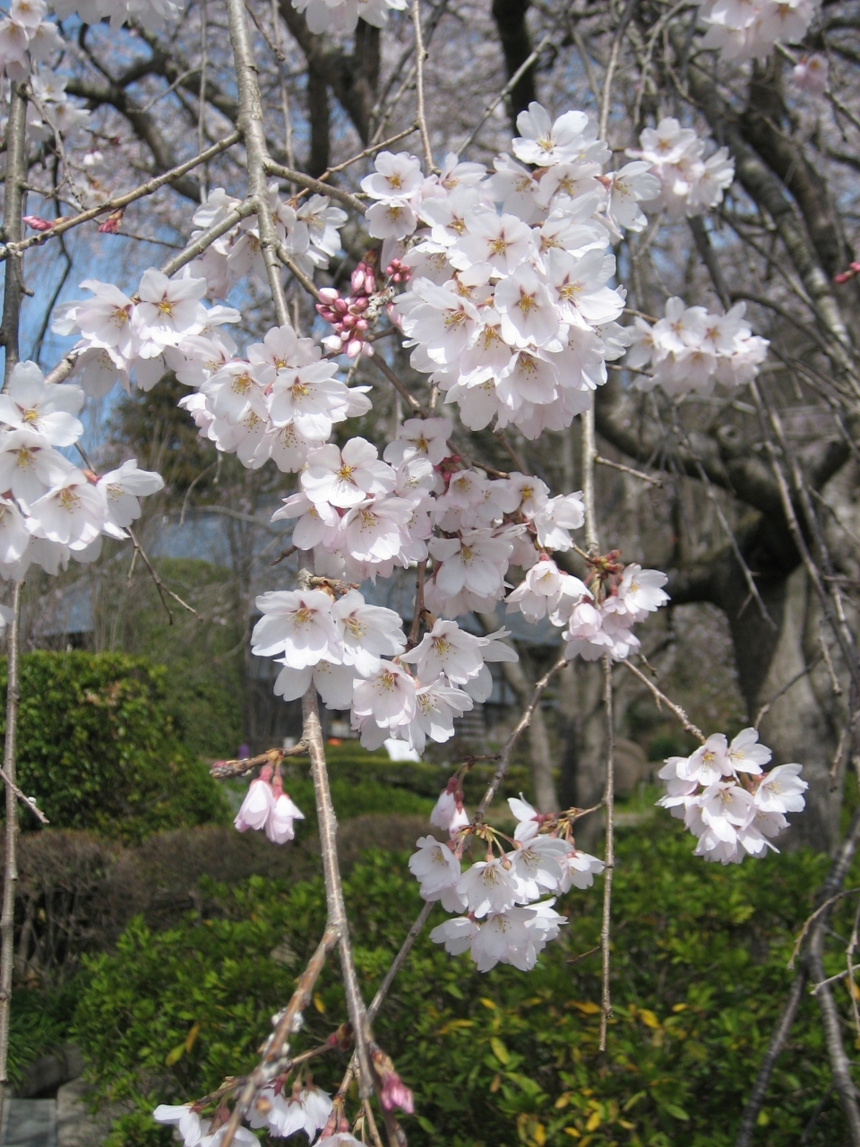 秩父 長瀞お花見日帰りドライブ 埼玉県の旅行記 ブログ By Chiinaさん フォートラベル 秩父 長瀞お花見日帰りドライブ 埼玉県の旅行記 ブログ By Chiinaさん フォートラベル