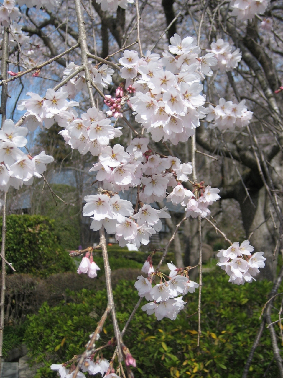 秩父 長瀞お花見日帰りドライブ 埼玉県の旅行記 ブログ By Chiinaさん フォートラベル