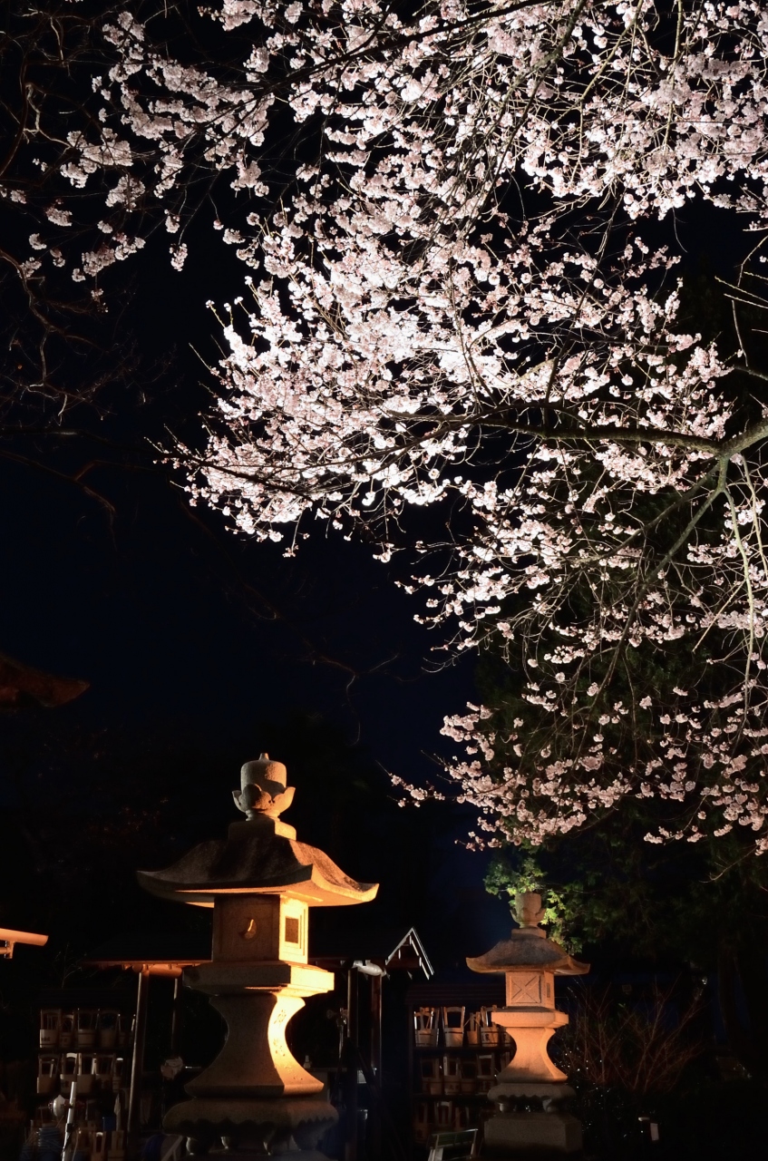 ２０１３年観桜記 ３ 慈光寺の夜桜他 宇都宮市内神社仏閣の桜巡り 宇都宮 栃木県 の旅行記 ブログ By 玄白さん フォートラベル