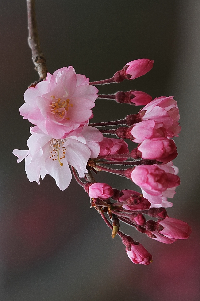 Solitary Journey 1179 錦川土手に咲く 菜の花 満開 桜の花もほぼ満開でした 錦帯橋に咲く春のお花たち 山口県 岩国市 錦帯橋周辺 山口県 の旅行記 ブログ By Mechagodzilla 703さん フォートラベル