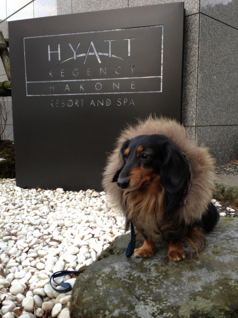 犬とお泊り ハイアット リージェンシー 箱根 リゾート スパ 強羅温泉 神奈川県 の旅行記 ブログ By Hatokoさん フォートラベル