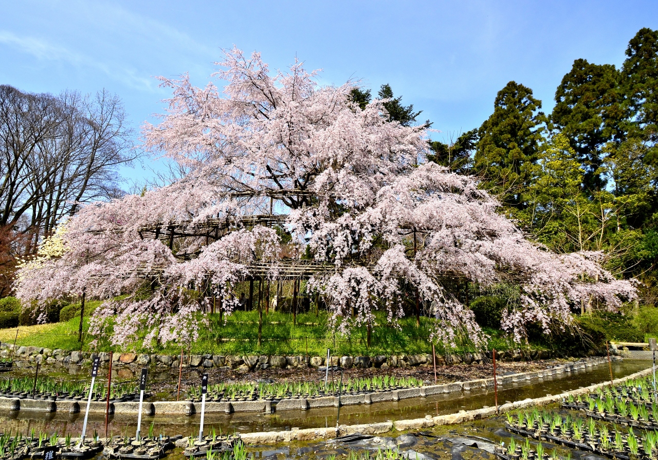 京都 芳葩爛漫 花見紀行 後編 府立植物園 今出川 北大路 北野 京都 の旅行記 ブログ By Montsaintmichelさん フォートラベル