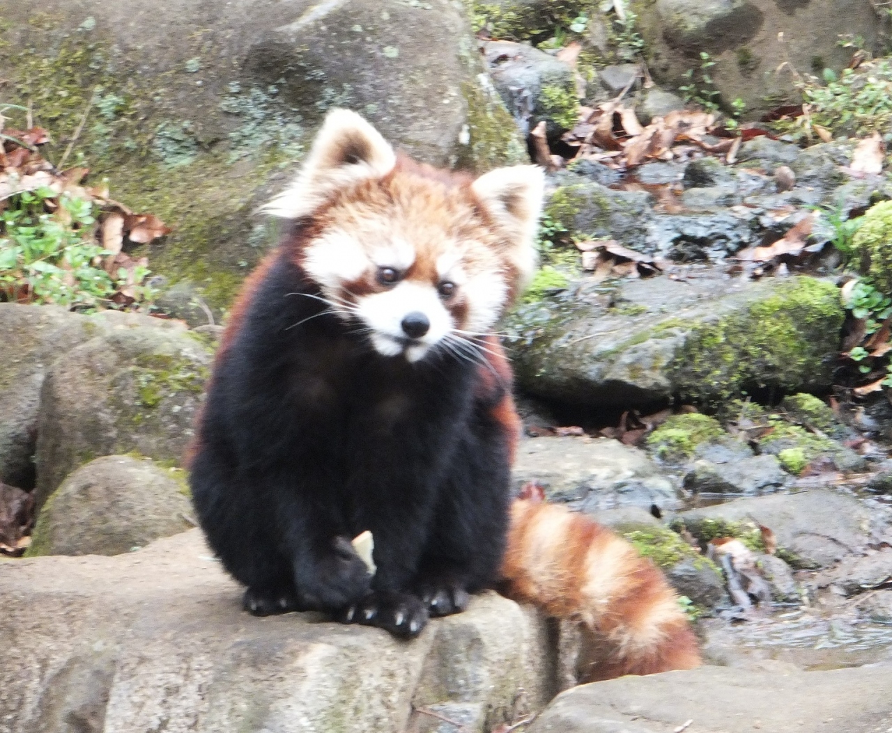第４回関東レッサーパンダ オフ会 は 摂氏７ の多摩動物公園で 多摩 東京 の旅行記 ブログ By 夏への扉さん フォートラベル