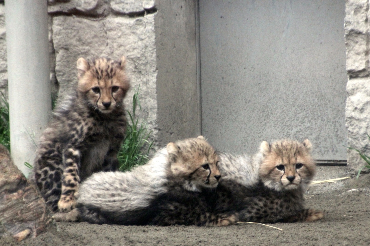 すべての花の画像 無料印刷可能ウォンバット 多摩動物公園 すべての花の画像 無料印刷可能ウォンバット 多摩動物公園