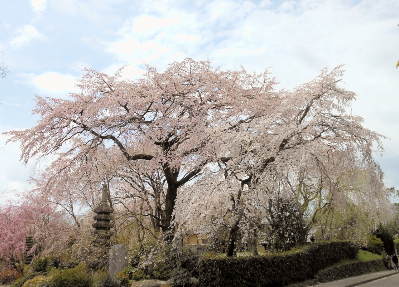 桜のこころ 三代目 名桜守 嵐山 嵐山 嵯峨野 太秦 桂 京都 の旅行記 ブログ By Selalu Baliさん フォートラベル