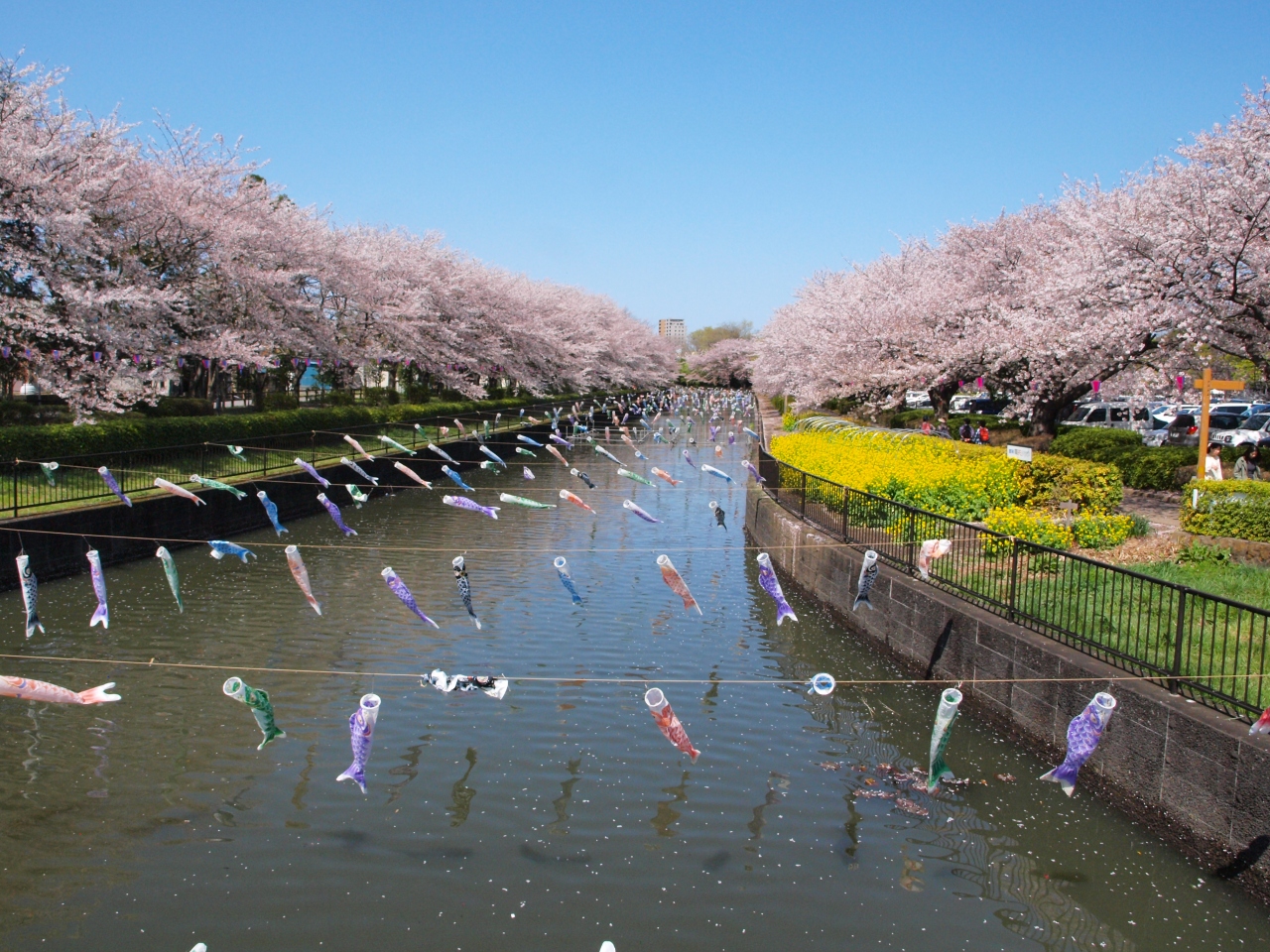 ギネスブックに載っている鯉のぼりと満開の桜 群馬 館林 館林 群馬県 の旅行記 ブログ By こめさん フォートラベル