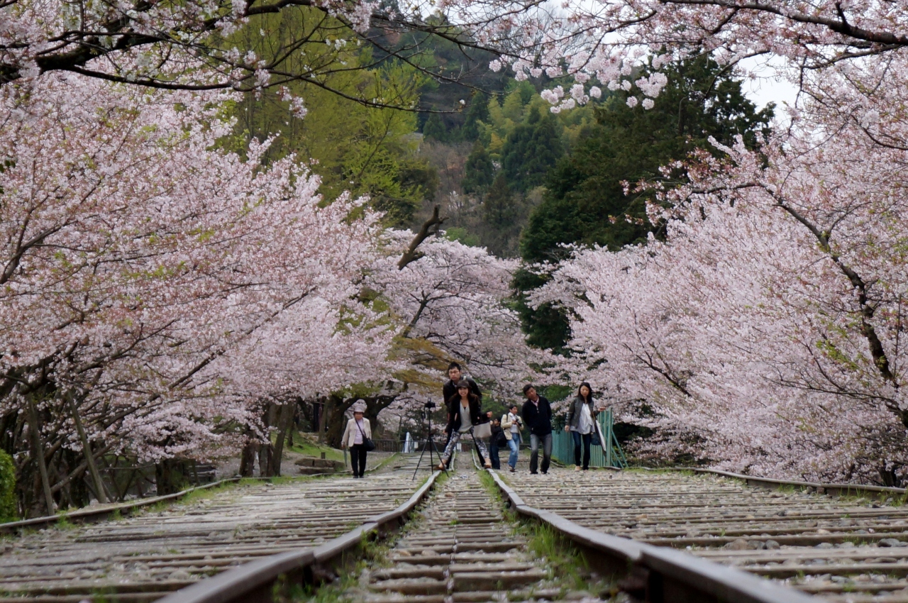 ちょっと遅かった京都の桜 桜散るインクラインと哲学の道を歩く 下鴨 宝ヶ池 平安神宮 京都 の旅行記 ブログ By ぬいぬいさん フォートラベル