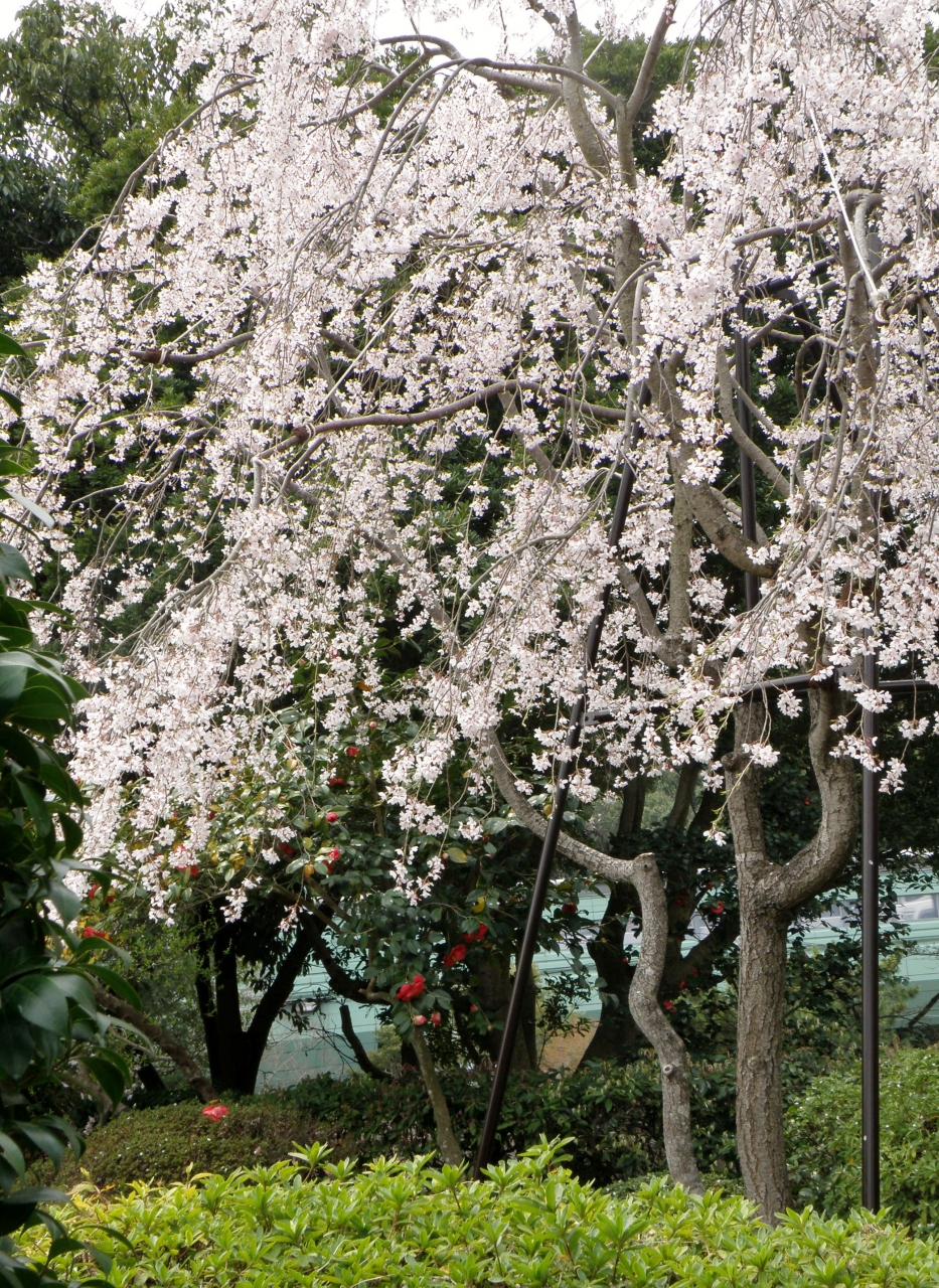 兵庫桜紀行 その２ 須磨離宮公園 須磨 兵庫県 の旅行記 ブログ By Ohchanさん フォートラベル