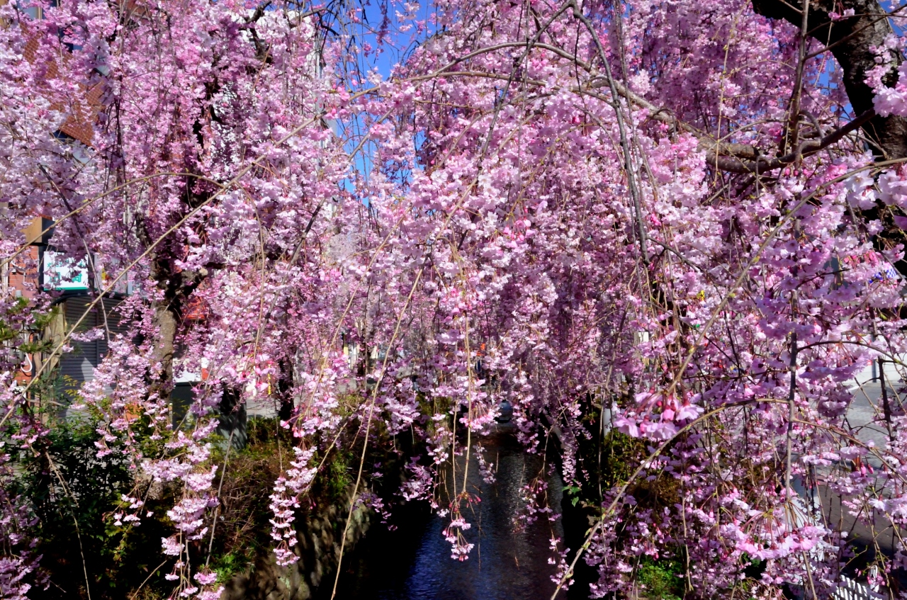 13年観桜記 ６ 釜川の雨情しだれ桜と田川の紅しだれ桜 宇都宮 栃木県 の旅行記 ブログ By 玄白さん フォートラベル