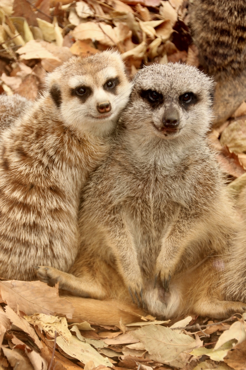 春の暴風が来る前に 埼玉こども動物自然公園へgo 2 放し飼いマーラに 改装終えたミーアキャットやプレーリードッグからペンギンヒルズまで 西園の動物たち 東松山 埼玉県 の旅行記 ブログ By まみさん フォートラベル