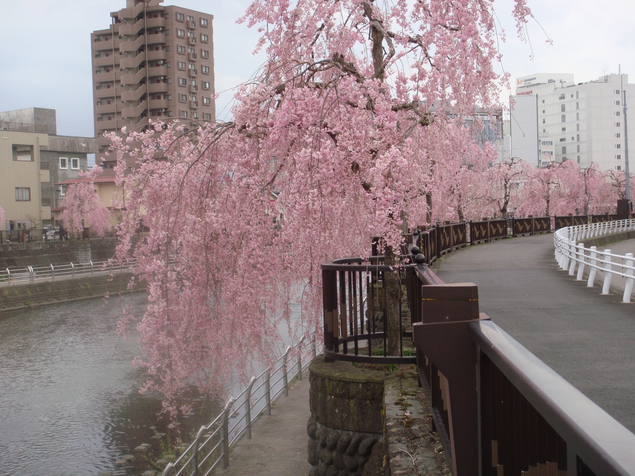 657 栃木県宇都宮市内 田川のしだれ桜 清厳寺 宇都宮 栃木県 の旅行記 ブログ By しんちゃんさん フォートラベル